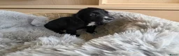 Cocker Spaniel dogs for sale: Working Type Cocker Spaniels - Advert 37