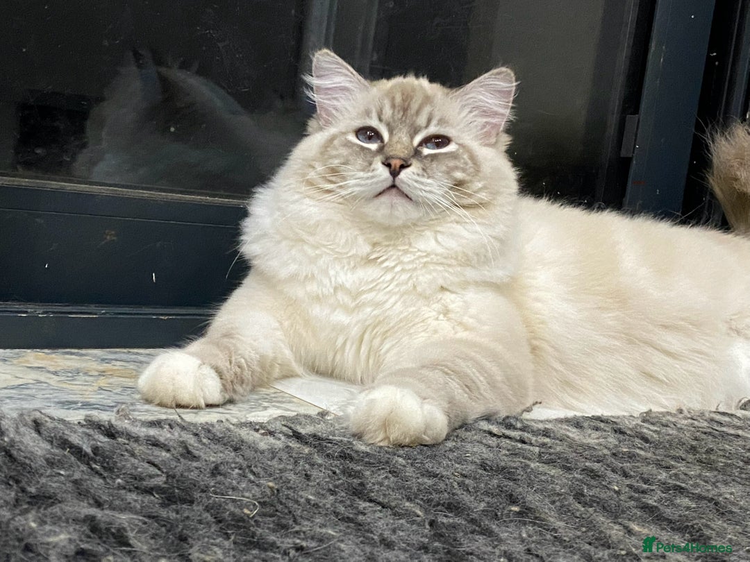 Ragdoll cats for sale: Blue Lynx TICA boy  - Image 21