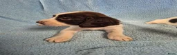 English Springer Spaniel dogs for sale: Springer Spaniel Puppies  - Advert 11