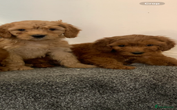 Cavapoo dogs for sale: Small Cavapoo puppies (toy poodle) - Image 11