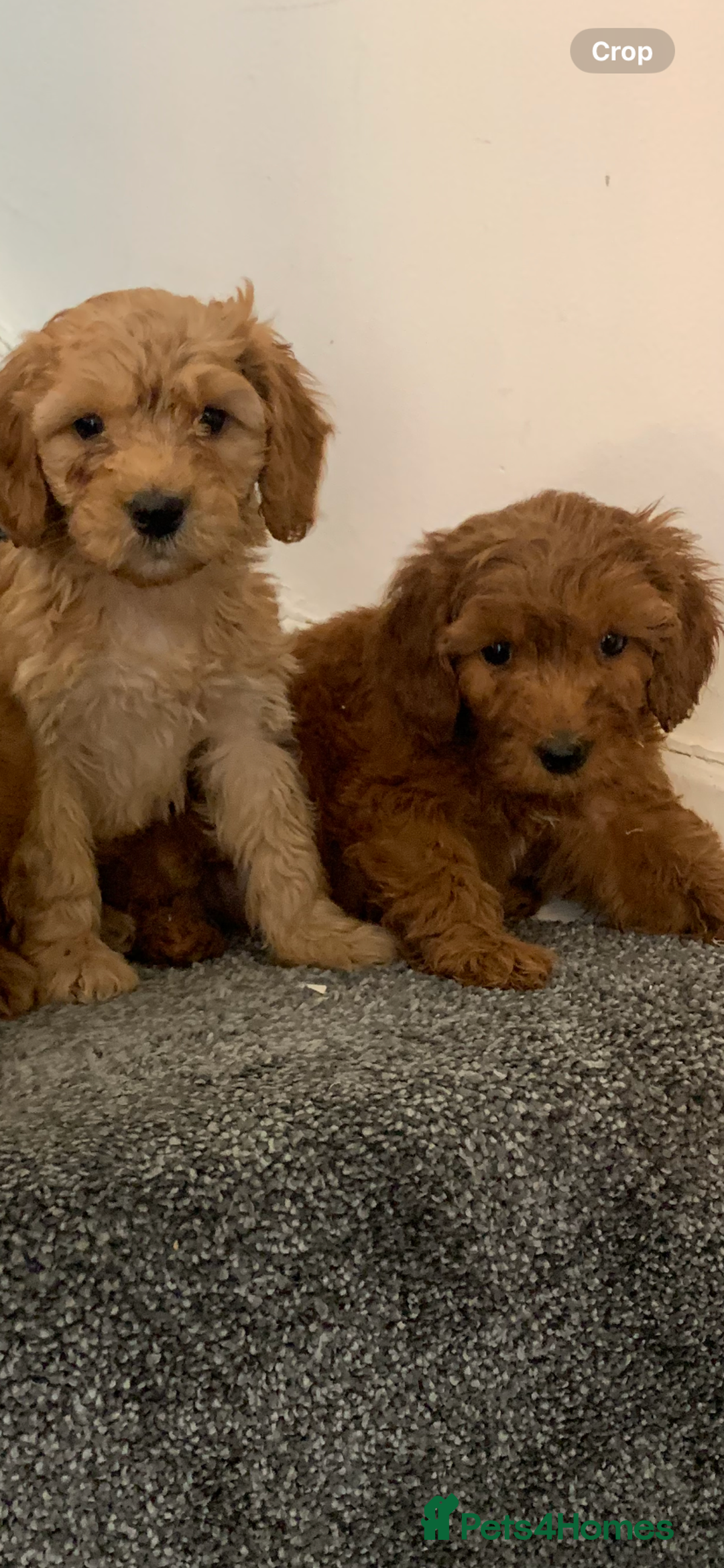 Cavapoo dogs for sale: Small Cavapoo puppies (toy poodle) - Image 11