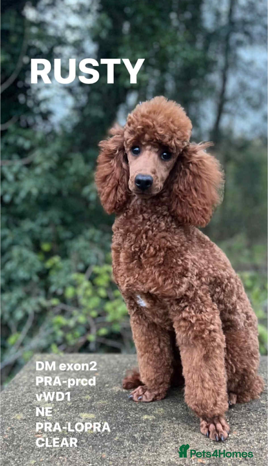 Cavapoo dogs for sale: Cavapoo puppy’s Extensively health tested parents - Image 17