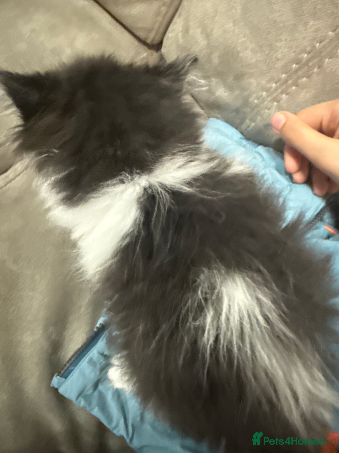 Persian cats for sale: Adorable kitten persian x tuexdo  - Advert 3