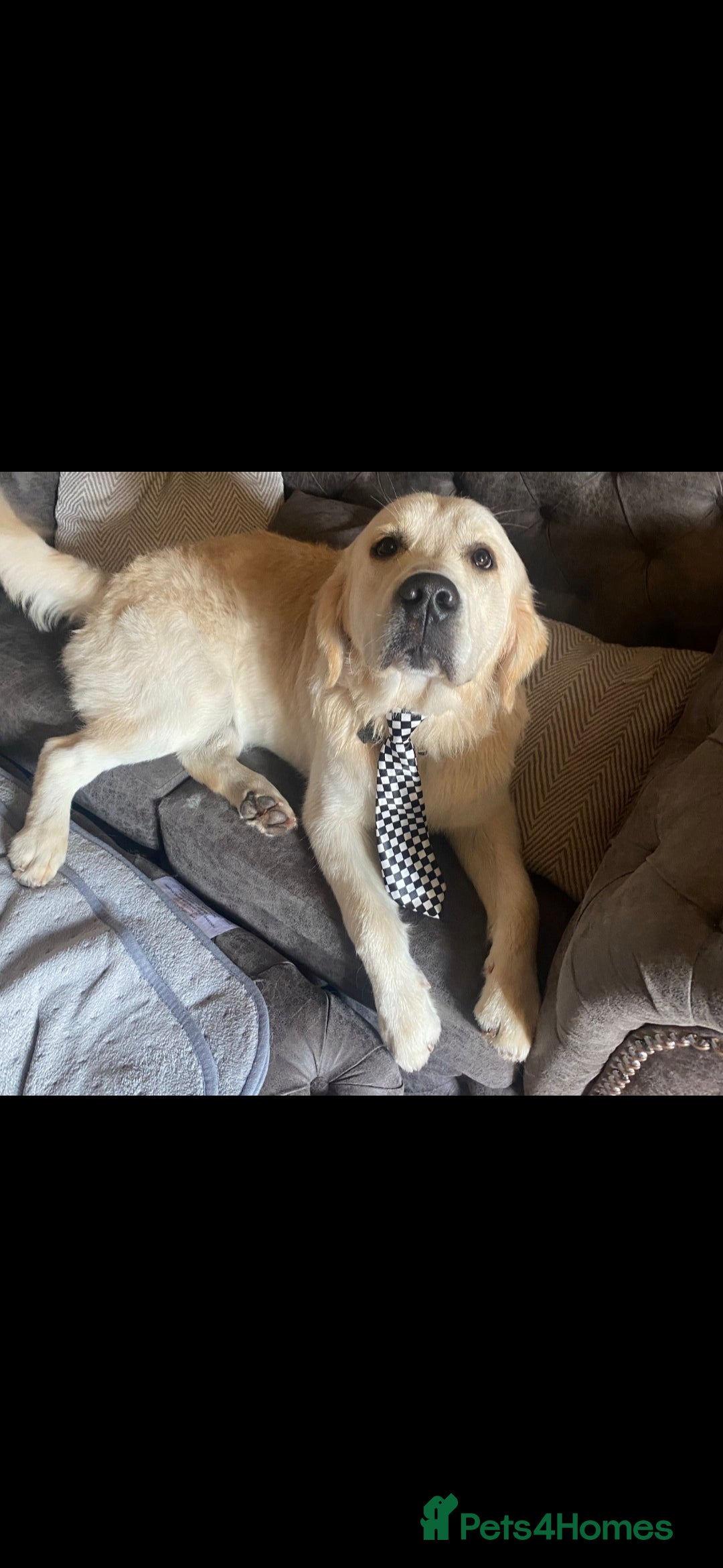 Golden Retriever dogs for sale: KC reg golden retriever puppies - Advert 20