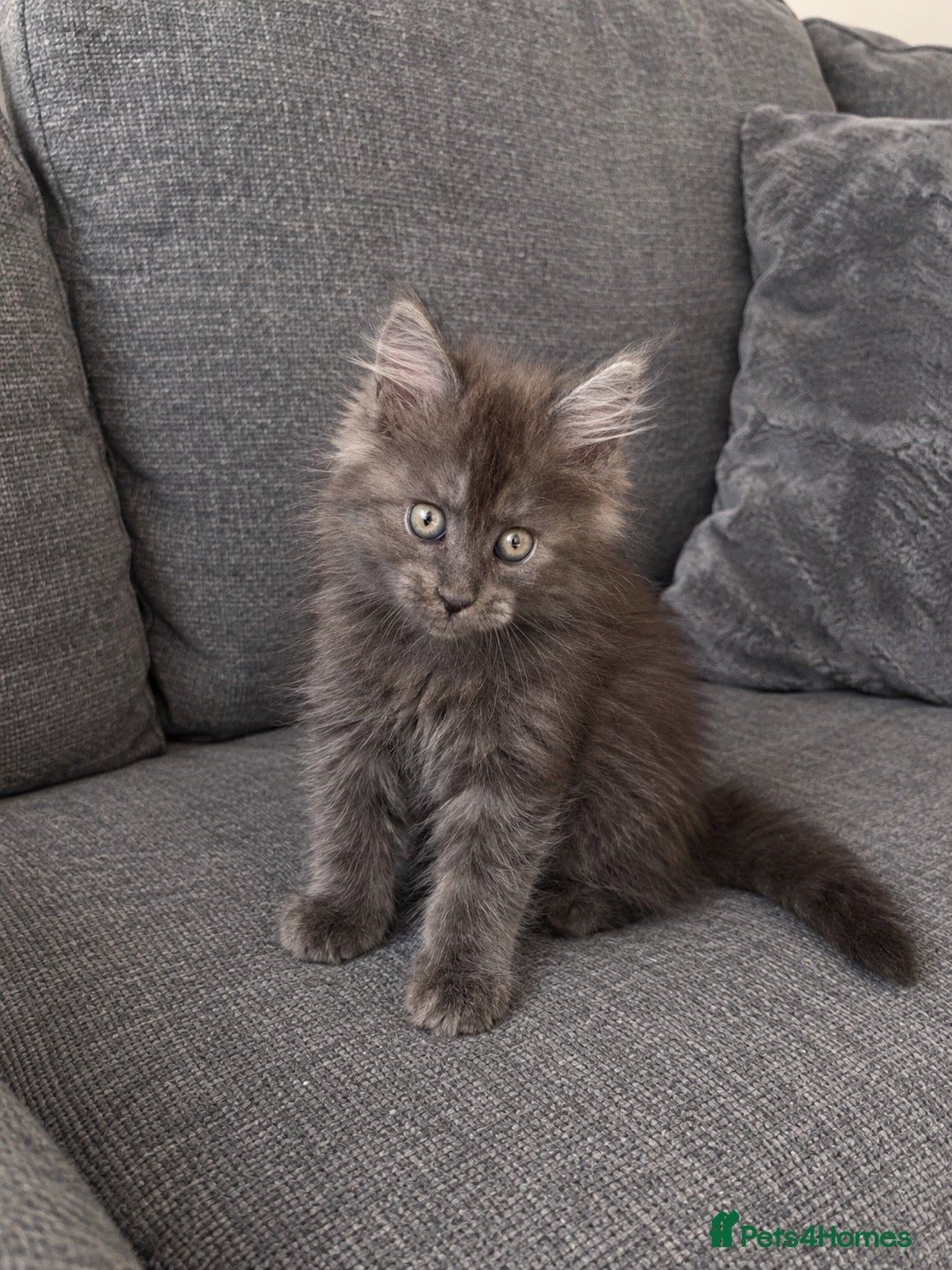 Maine Coon cats READY NOW TICA MAINECOONS ACTIVE AVAILABLE  - Advert 12