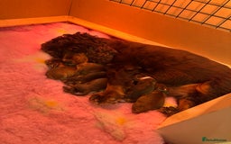 Cocker Spaniel dogs for stud: Working Cocker Spaniel at Stud (Proven) - Advert 9