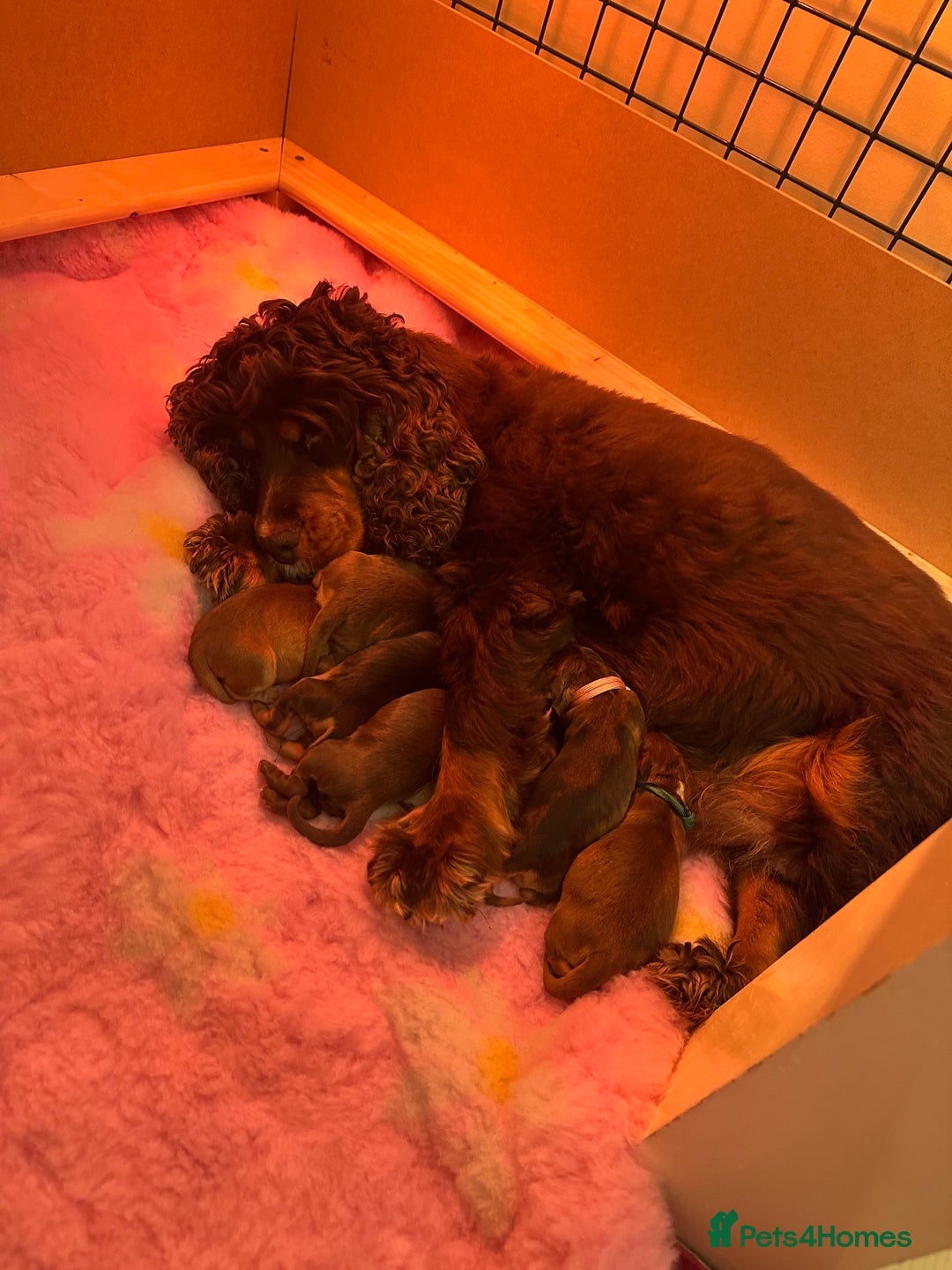 Cocker Spaniel dogs for stud: Working Cocker Spaniel at Stud (Proven) - Advert 9