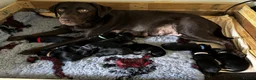 Labrador Retriever dogs for sale: Exceptional KC-Registered Black Labrador Puppies  in Saltburn-by-the-Sea - Advert 21