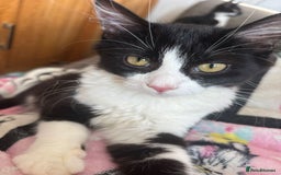 Mixed Breed cats for sale: Beautiful mixed kittens with mixed ages! - Image 9