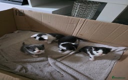 Bengal cats for sale: Two part Bengal boys  - Advert 5