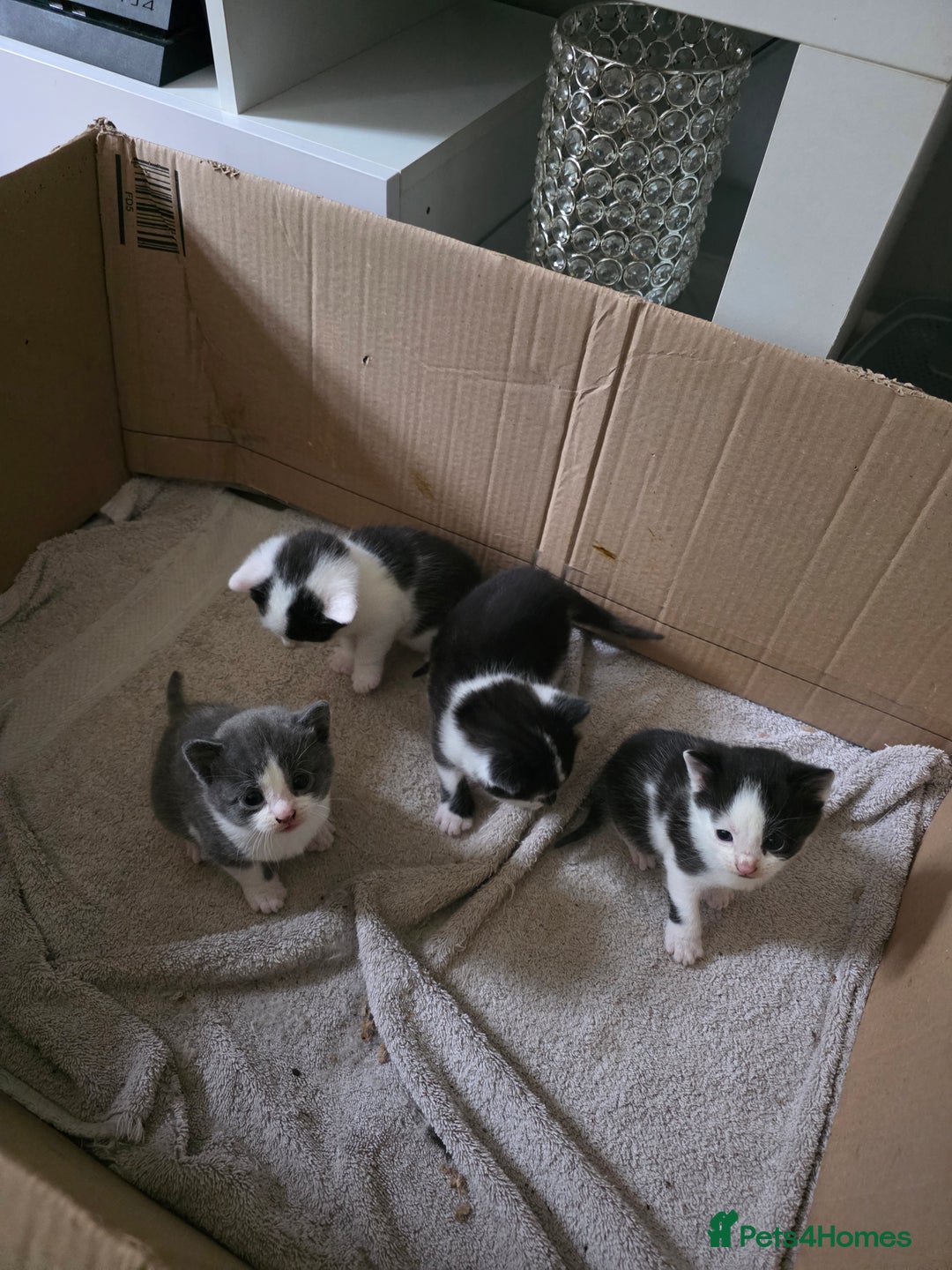 Bengal cats for sale: Two part Bengal boys  - Advert 5