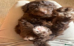 Bernedoodle dogs for sale: Medium Size Bernedoodle F1 puppies.  - Image 6
