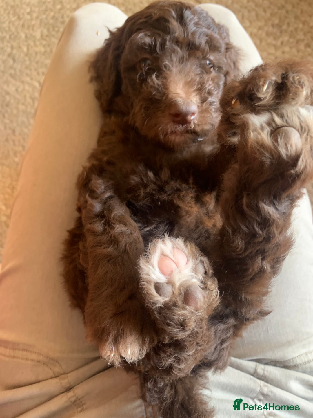 Bernedoodle dogs for sale: Medium Size Bernedoodle F1 puppies.  - Image 6