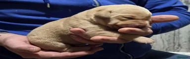 Labrador Retriever Puppy 4
