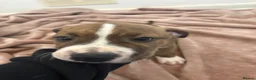 Mixed Breed dogs for sale: Cane Corso cross American staffy pups in Bolton - Advert 6