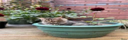 Siberian cats for sale: Pedigree Siberian Kitten from Health-Tested Lines - Advert 11