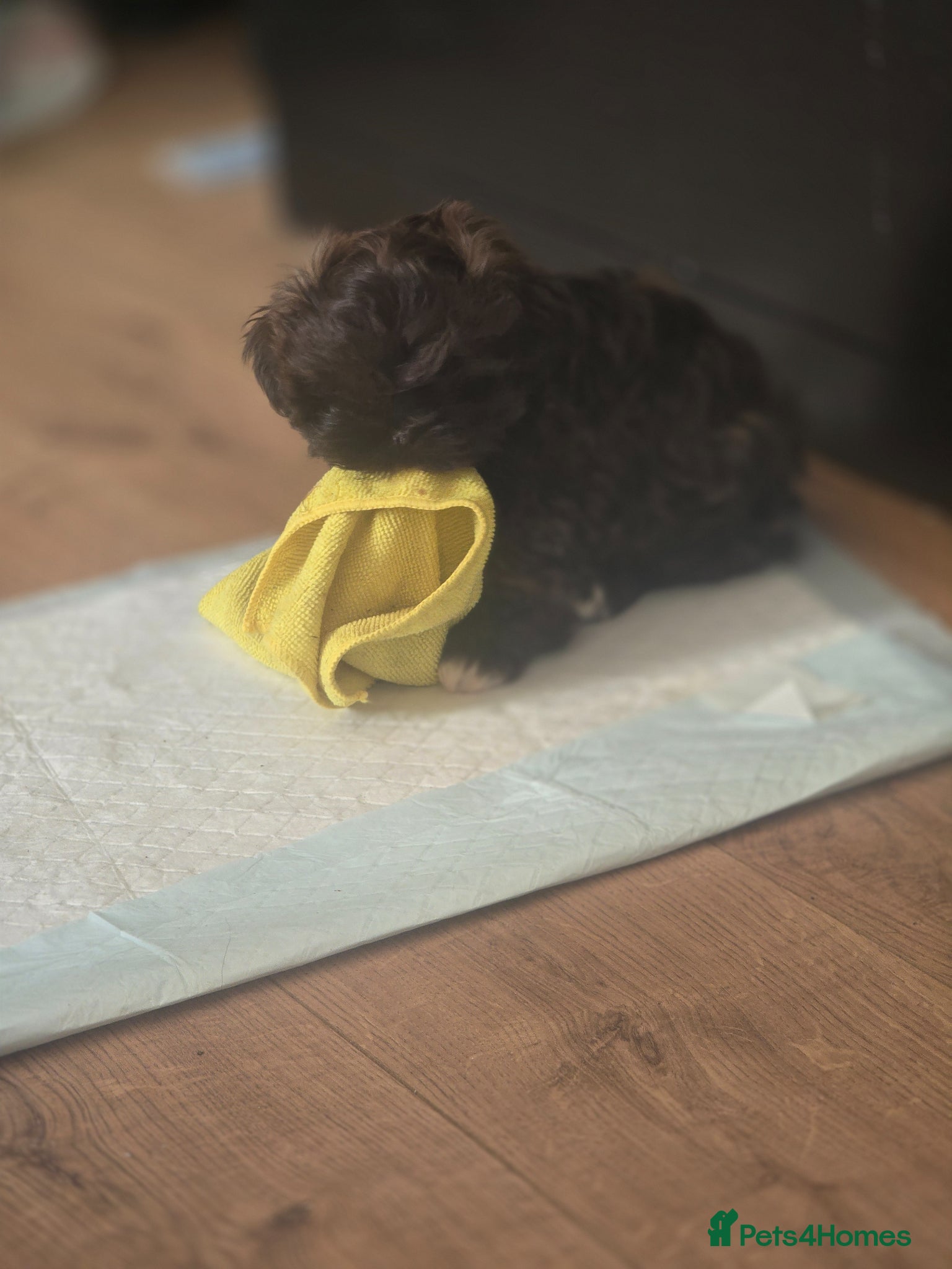 Shih Tzu dogs Boy shihtzu  - Advert 1