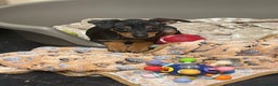 Miniature Pinscher dogs for sale: Beautiful Miniature Pinscher . - Advert 22