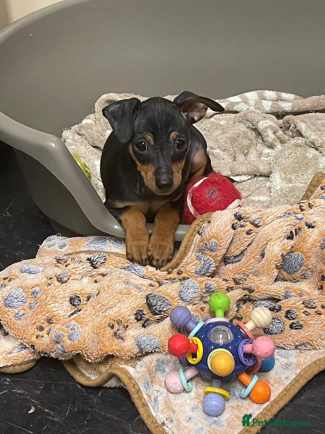 Miniature Pinscher dogs for sale: Beautiful Miniature Pinscher . - Advert 22