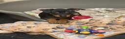 Miniature Pinscher dogs for sale: 🐾 Adorable Miniature Pinscher Girl 🐾 - Advert 4