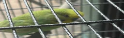Budgerigars birds for sale: Pair of male/female budgies app 12 mths old - Advert 6