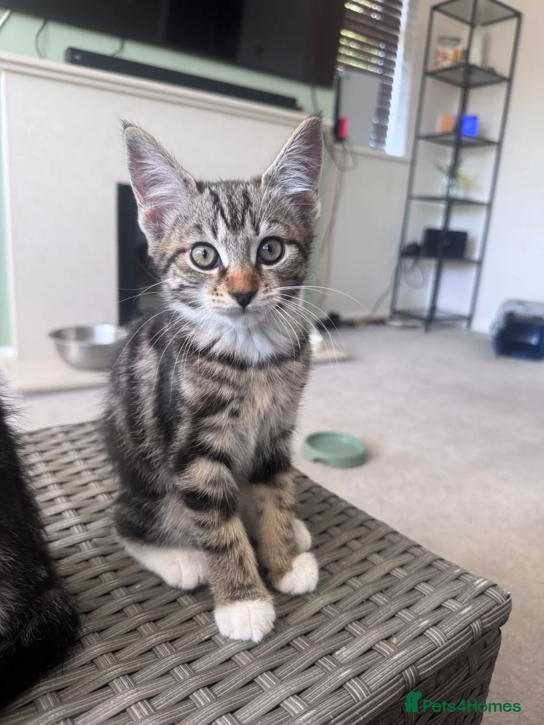 Mixed Breed cats for sale: Maine Coone cross female kittens - Advert 2