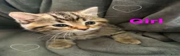 Persian cats for sale: Ready now, persian and cross  - Advert 7
