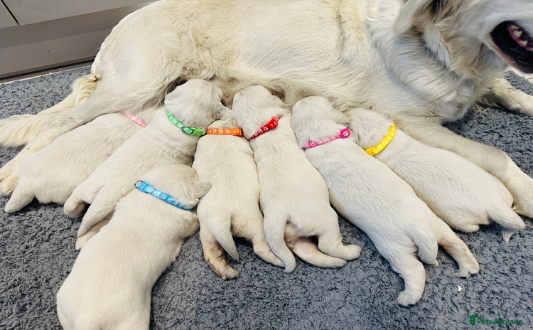 Golden Retriever dogs - Advert 4