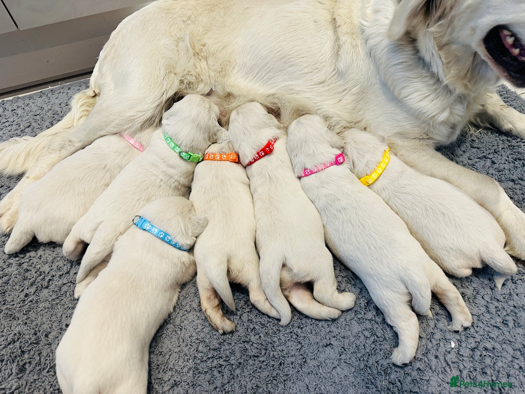 Golden Retriever dogs for sale: Cream Golden Retriever Puppies  - Image 2