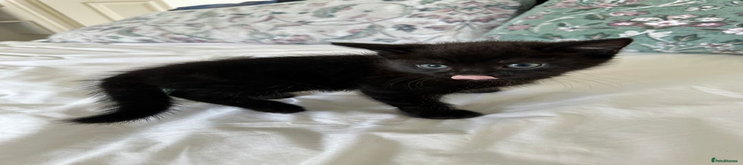 Domestic Shorthair Kitten 2