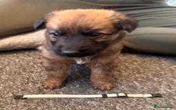 Mixed Breed dogs for sale: German Sheperd cross Lurcher Puppies - Image 3