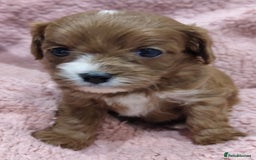 Cavapoo dogs for sale: Amazing quality cavapo litter  - Advert 15