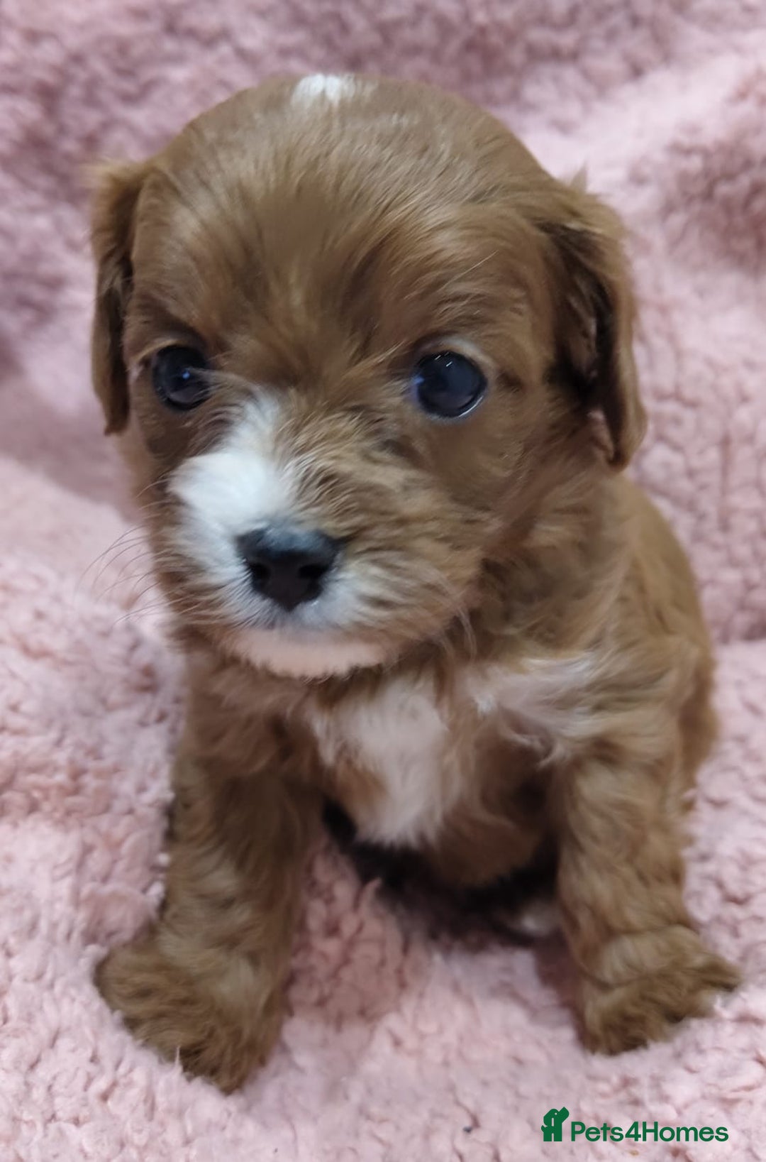 Cavapoo dogs for sale: Amazing quality cavapo litter  - Advert 15