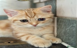 British Shorthair cats for sale: GCCF reg BSH Chocolate Golden Odd Eyes Last Male in London - Image 30