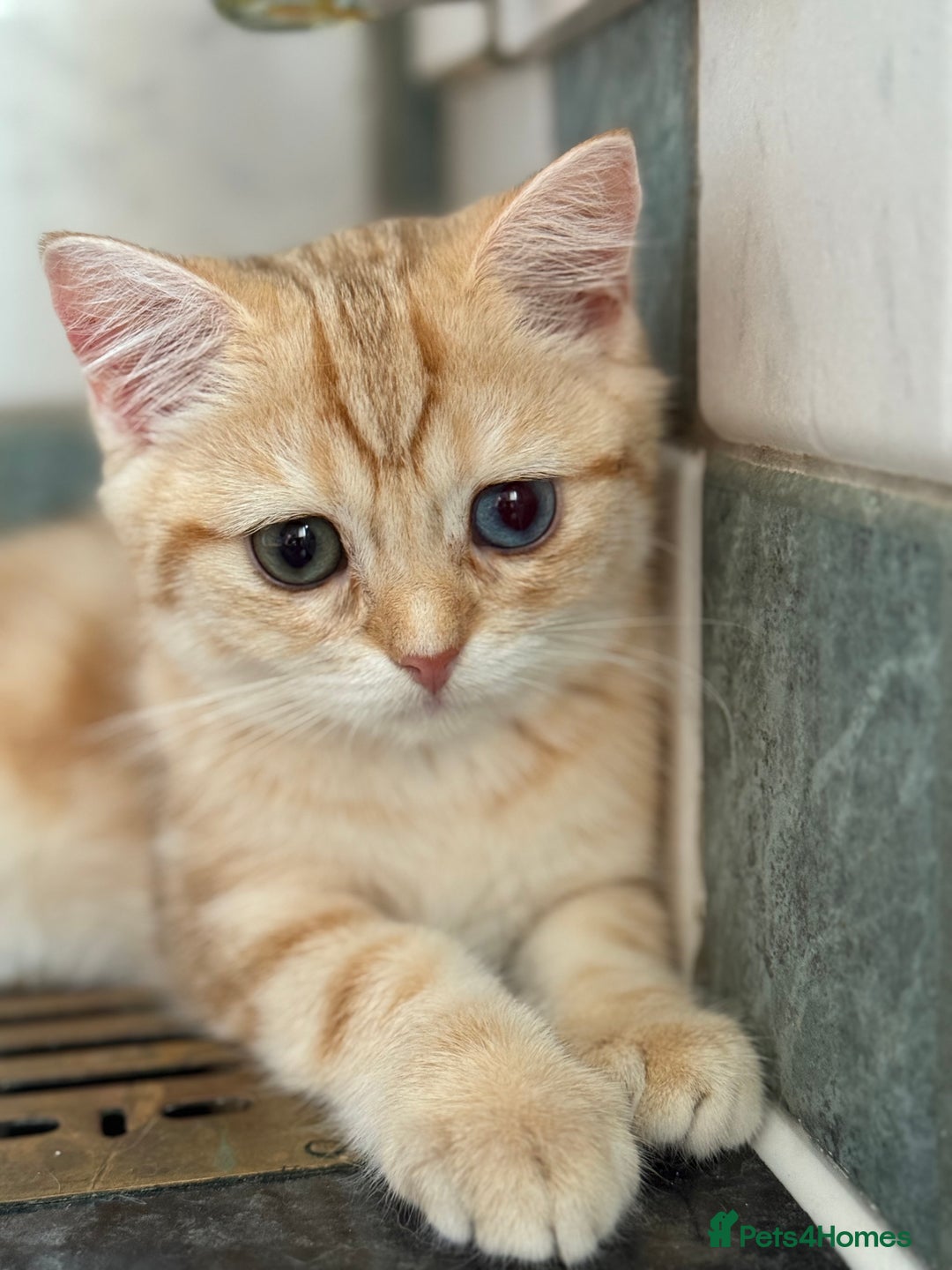 British Shorthair cats for sale: GCCF reg BSH Chocolate Golden Odd Eyes Last Male in London - Image 30