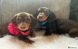 Miniature Dachshund dogs for sale: Minature Dashound boy&girl Ready Now - Image 8