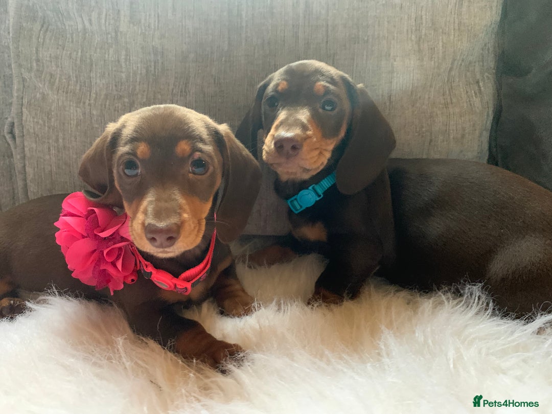 Miniature Dachshund dogs for sale: Minature Dashound boy&girl Ready Now - Image 8