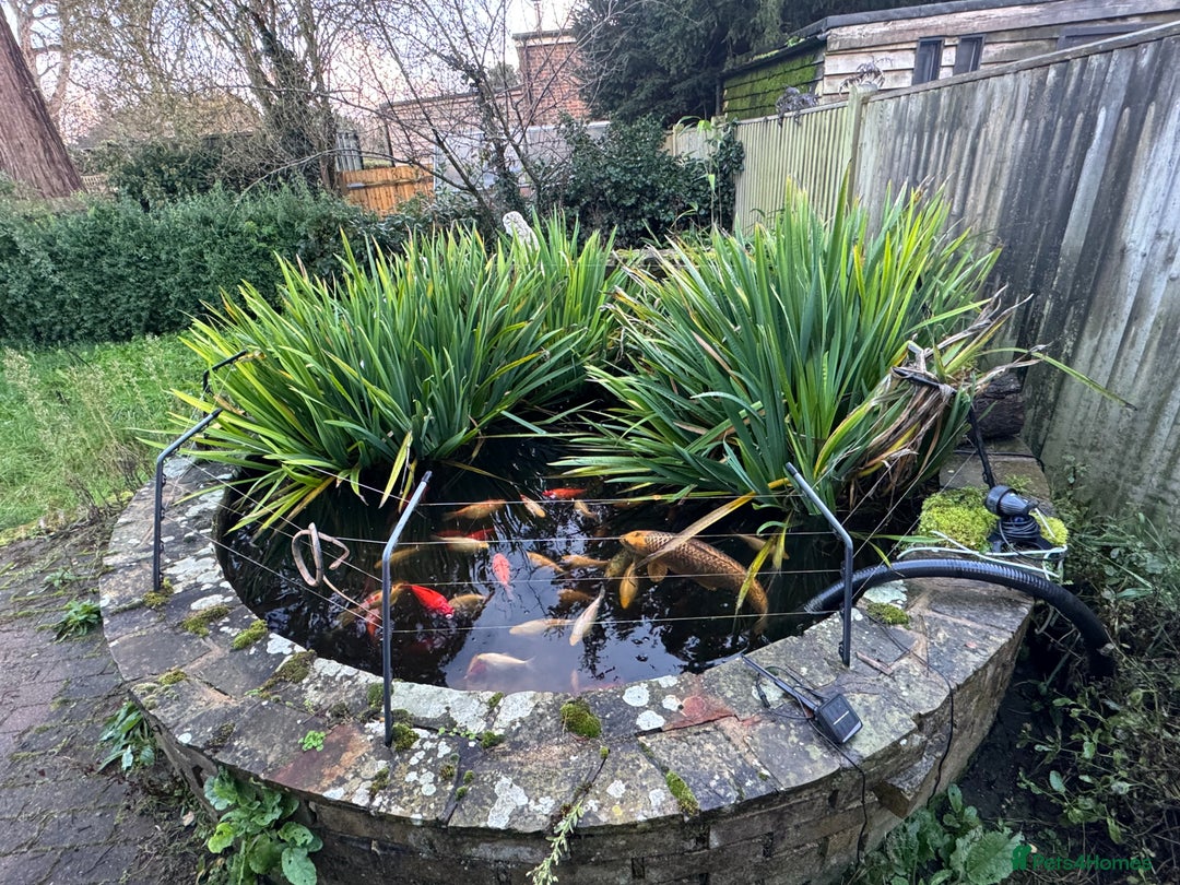 Koi Carp fish for sale: School of Koi/Koi carp  - Advert 1