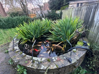 Koi Carp fish School of Koi/Koi carp - Advert 1