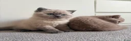 British Shorthair cats for sale: 💙2 gorgeous boys available 💙 - Advert 6