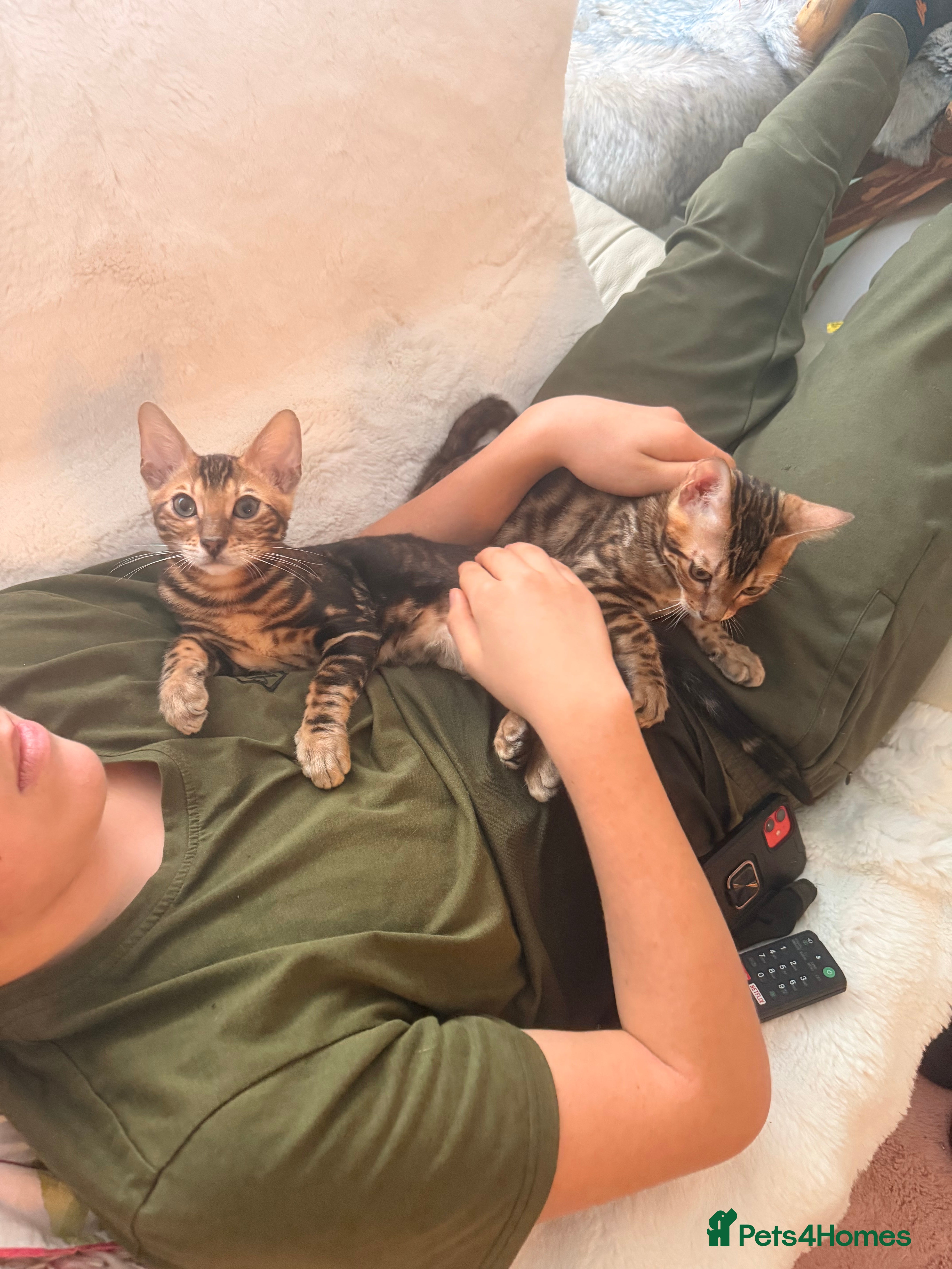 Bengal cats Champion bloodline Bengal kittens ready NOW  - Advert 3