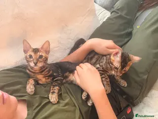 Bengal cats Champion bloodline Bengal kittens ready NOW - Advert 3