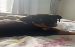 Mixed Breed dogs for sale: rottweiler puppy needs rehoming  - Advert 3