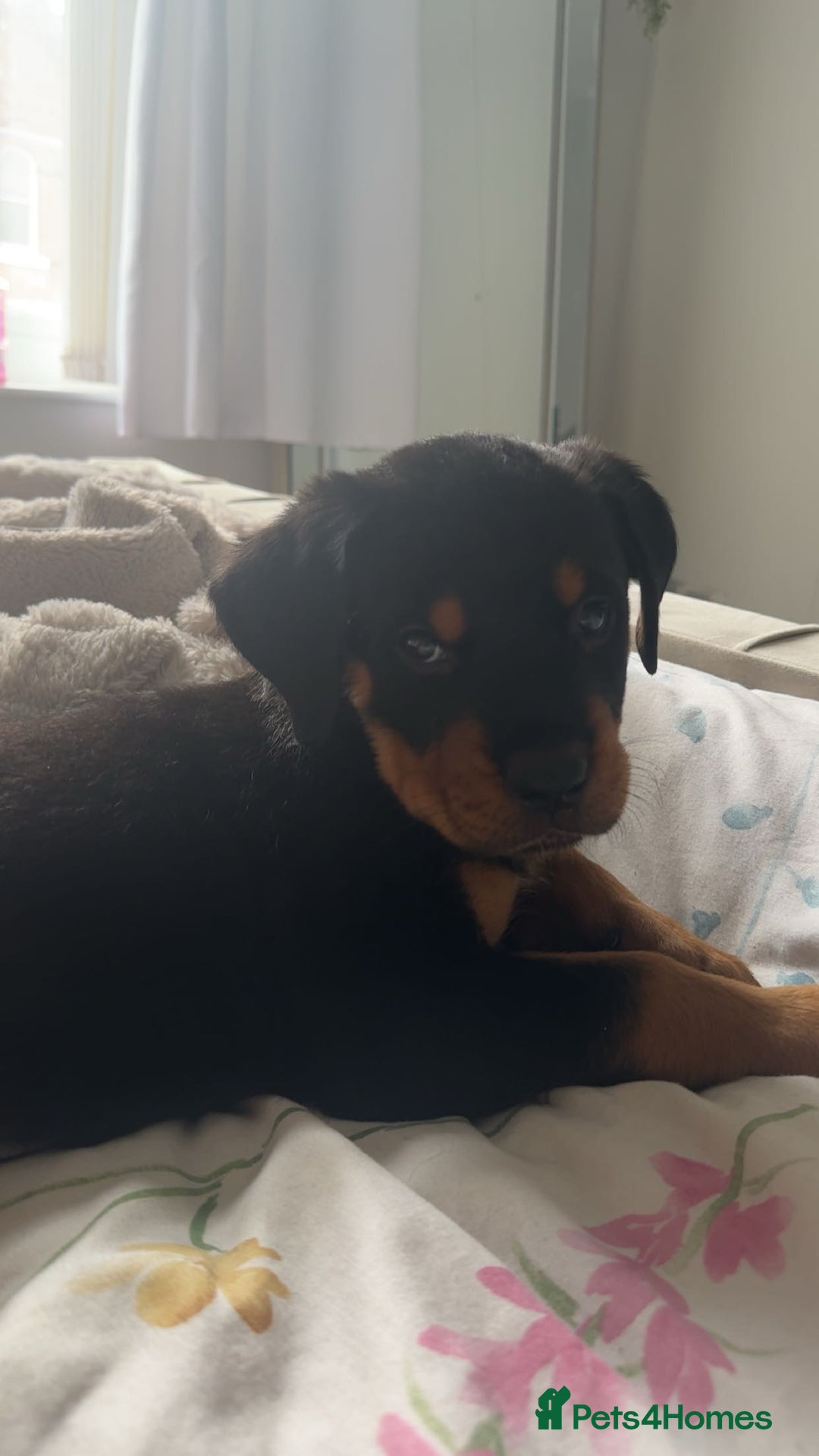Mixed Breed dogs for sale: rottweiler puppy needs rehoming  - Advert 3