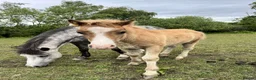 Welsh Section A horses for sale: Dapper Pony Open to Sensible Offers to Right Home - Advert 18