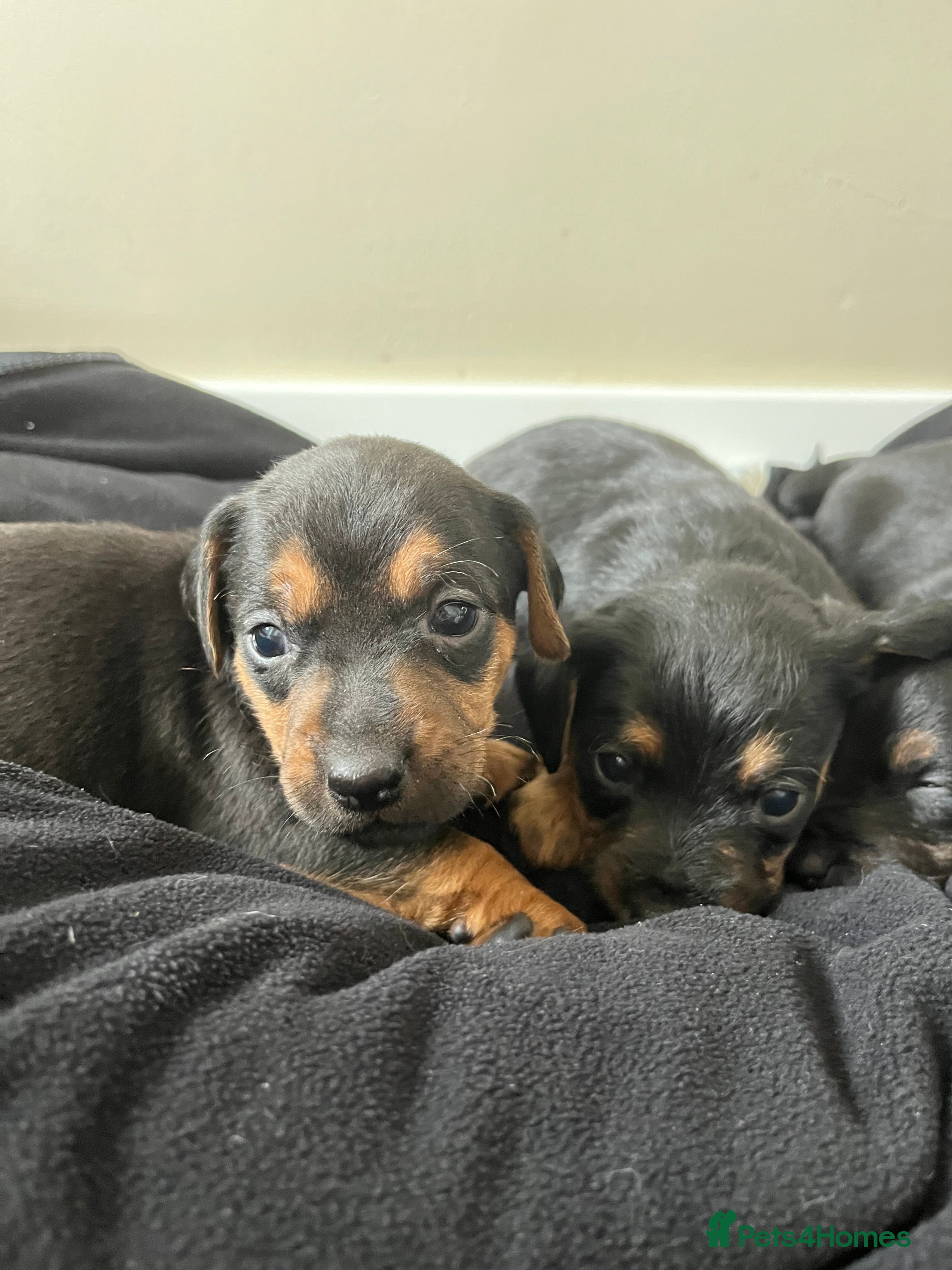 Mixed Breed dogs 7 Dachshund x jack russel puppies  - Advert 1
