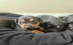 Mixed Breed dogs for sale: 7 Dachshund x jack russel puppies  - Image 1