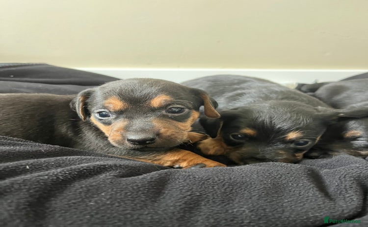 Mixed Breed dogs - Advert 4