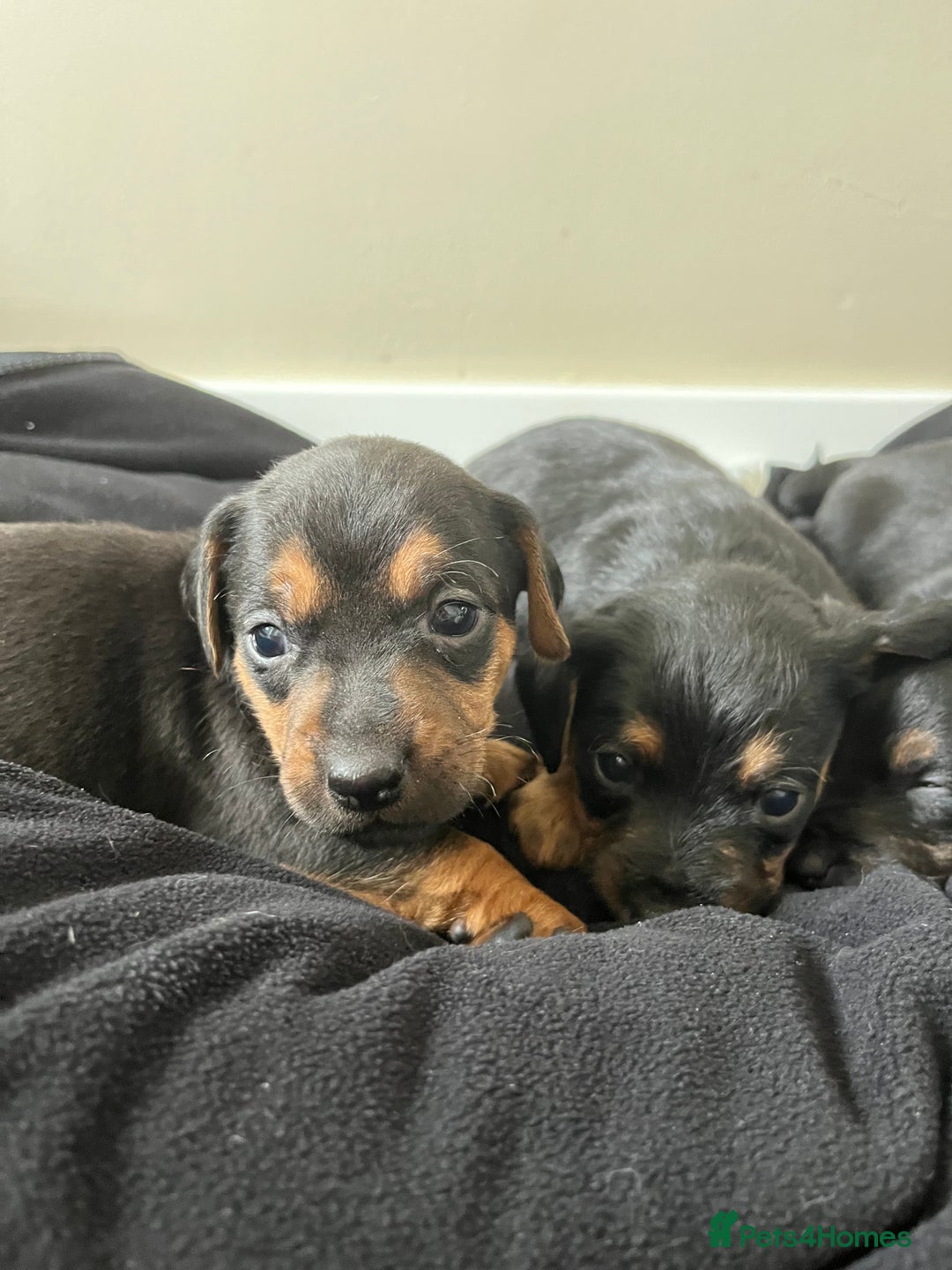 Mixed Breed dogs for sale: 7 Dachshund x jack russel puppies  - Image 1