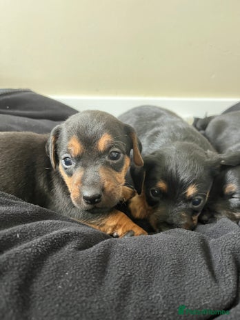 Mixed Breed dogs - Advert 1